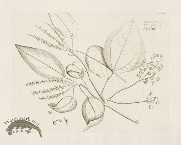 (image for) HORTUS VOl 05 21