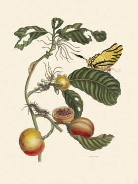 Merian Metamorphosis 43