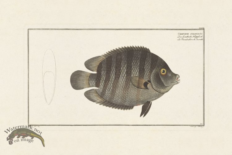 (image for) BLOCH FISH 217