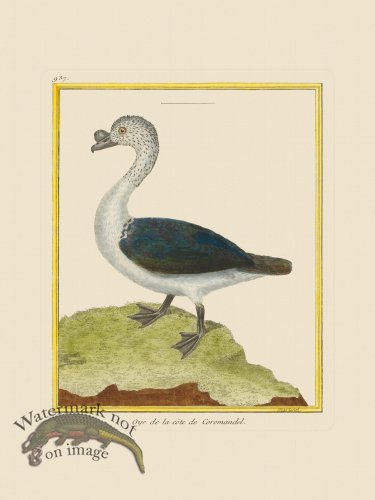 (image for) Martinet Bird 937