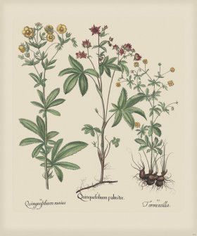 Besler 270 Colored B2