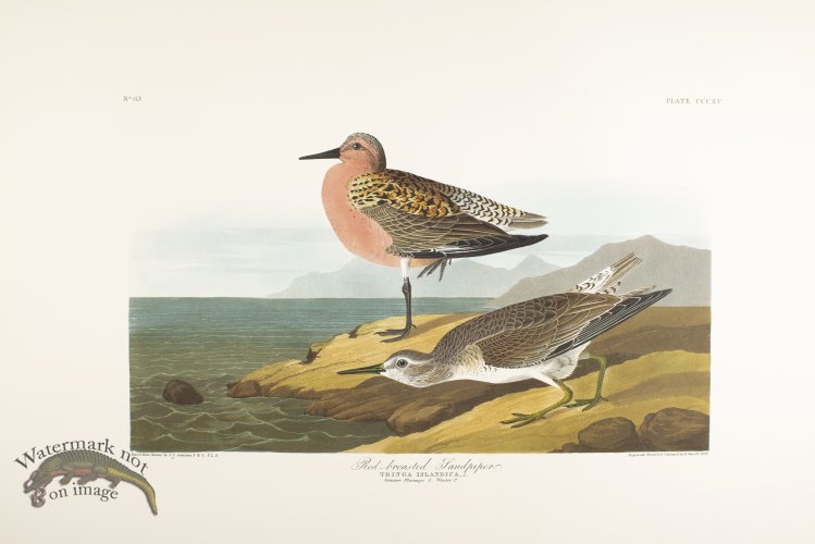 (image for) Red-Breasted Nuthatch