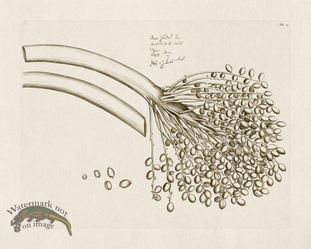 (image for) HORTUS VOl 03 25