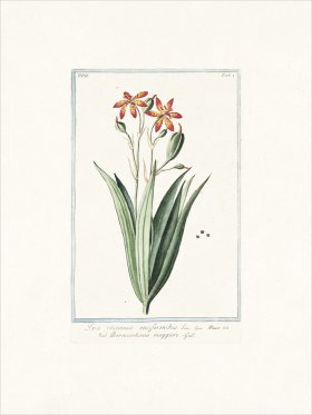 Bonelli 601 Leopard lily