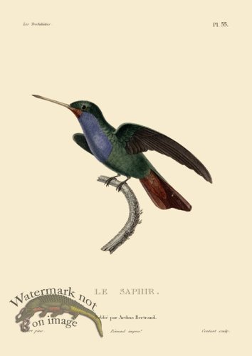 (image for) Humming Bird 55