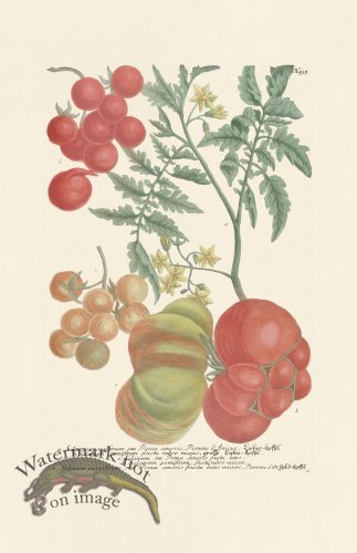 (image for) Weinmann PL 935