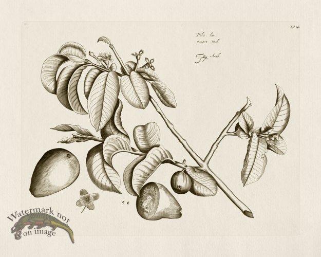 (image for) HORTUS VOl 03 34