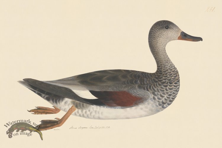 (image for) Rudbeck CFA 241 Godwall f