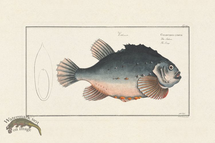 (image for) BLOCH FISH 090