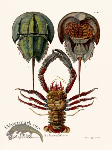 (image for) Knorr Sealife 40