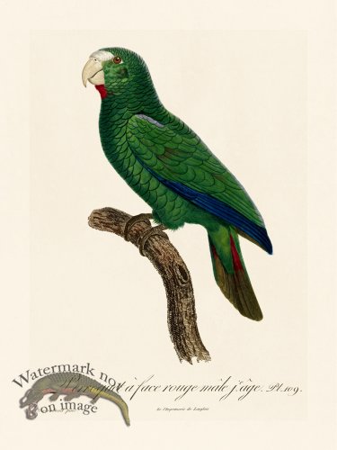 (image for) Barraband Parrot 109