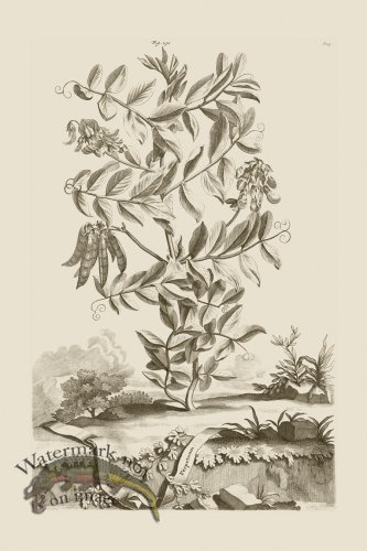 (image for) Abraham Munting 228