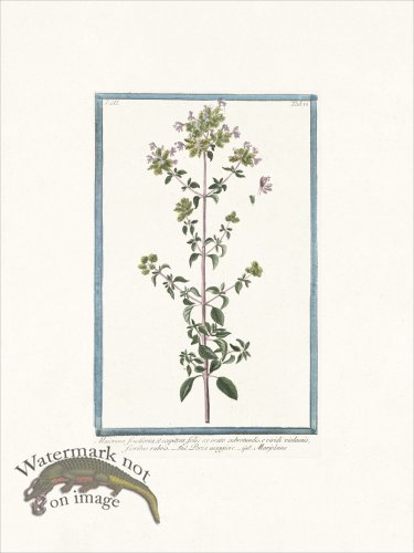 (image for) Bonelli 277 Marjoram