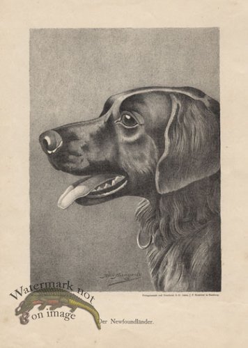 (image for) 1890s Dogs 40