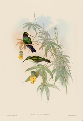 Gould Hummingbird 093