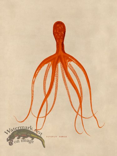 (image for) Octopus Orange 21