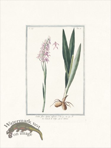 (image for) Bonelli 670 early purple orchis