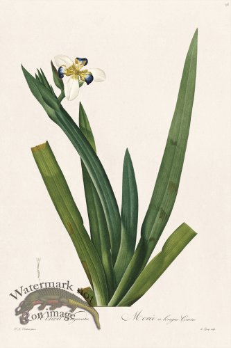 (image for) Les Liliacees Redoute 056