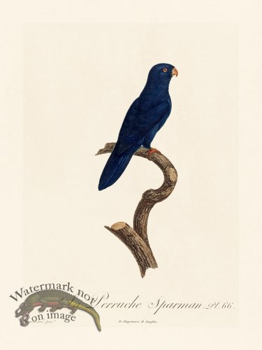 (image for) Barraband Parrot 066