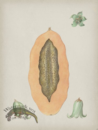 (image for) Andean Botanicals 036