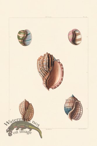 (image for) Perry Shell 40