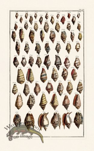 (image for) Seba B2 061