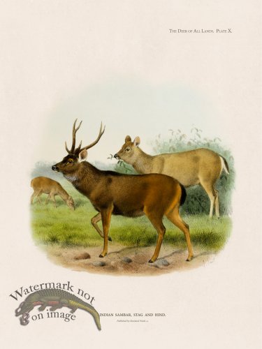 (image for) Lydekker Deer 10