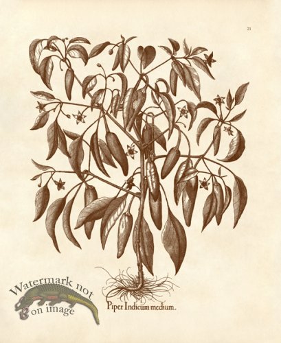 (image for) Besler 21 Piper