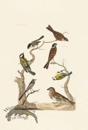 (image for) Pennant Zoology 072