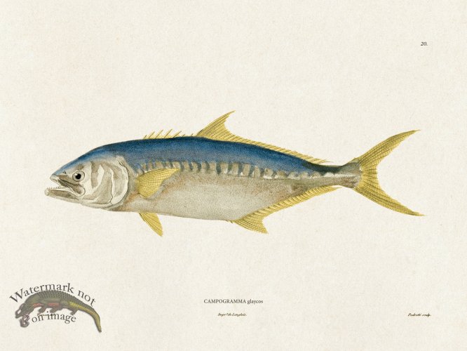 (image for) Werner Fish 020