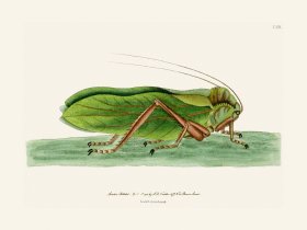 136 Locust Bay-Leaved