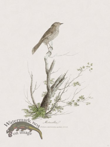 (image for) 42 New Holland Caffowary