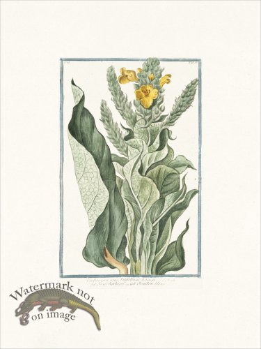 (image for) Bonelli 153 Mullein