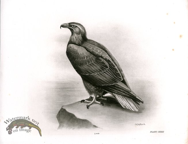 (image for) Bird 35 WHITE TAILED SEA EAGLE