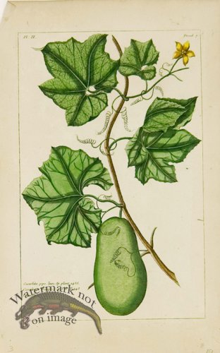 (image for) Buchoz Bot 48