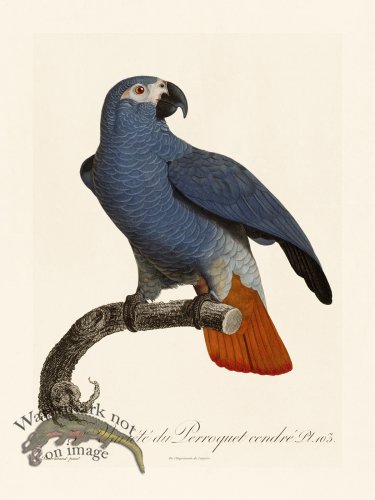 (image for) Barraband Parrot 103