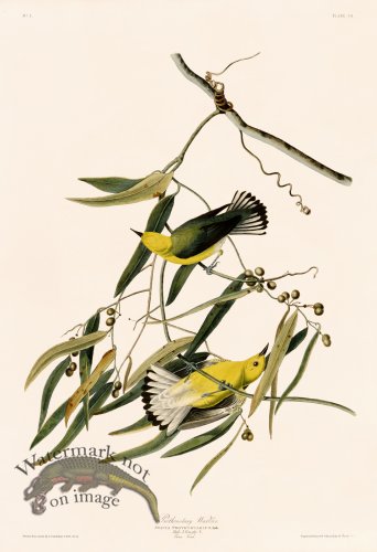 (image for) 003 Prothonotary Warbler