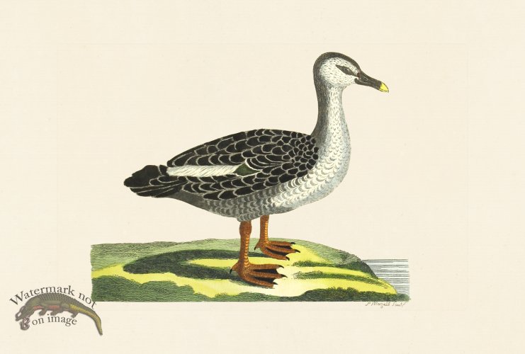 (image for) Pennant Zoology 055