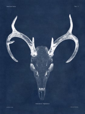 Blue Bones 05 White Tail