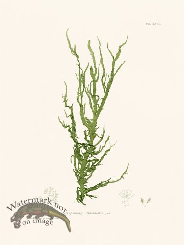 (image for) Bradbury Seaweed 168