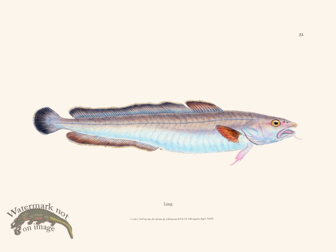 (image for) 033 Ling