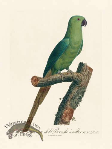 (image for) Barraband Parrot 023