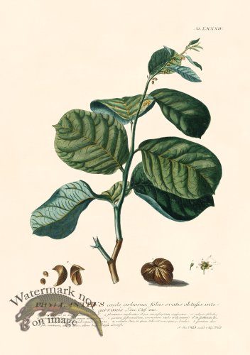 (image for) Trew Botanical 84