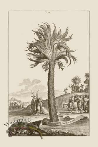 (image for) Abraham Munting 244