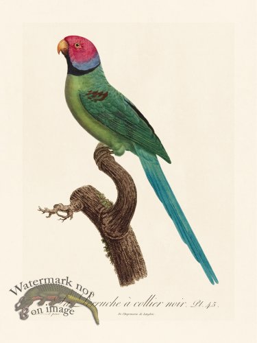 (image for) Barraband Parrot 045