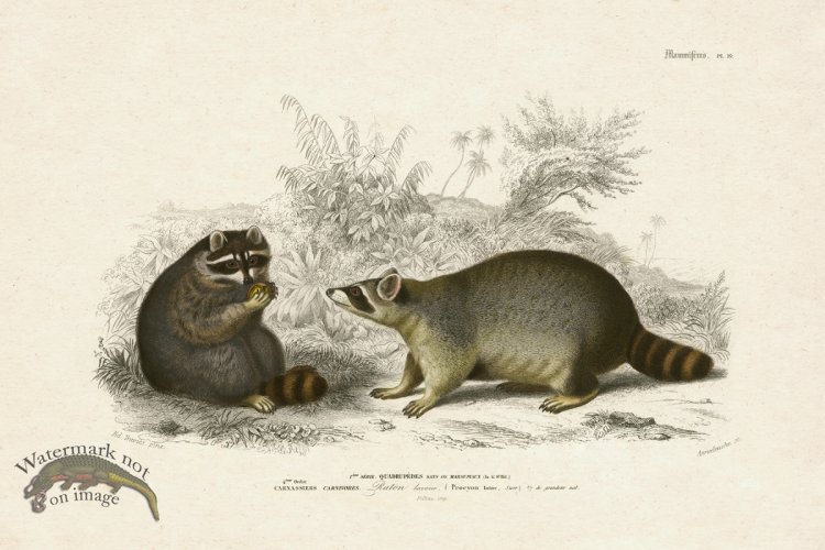 (image for) FNH 19 Racoon