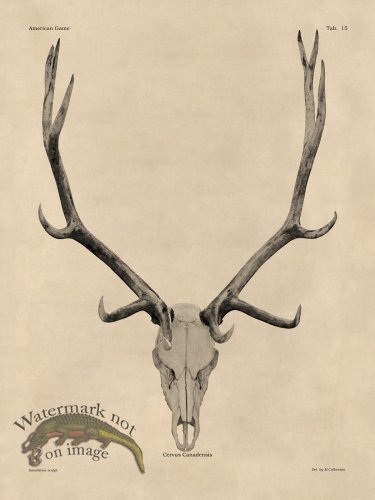 (image for) Tan Bones 15 Elk