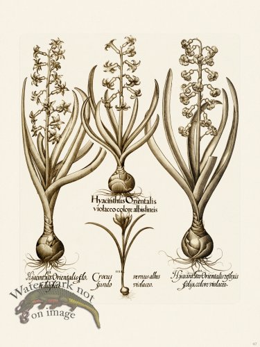 (image for) Besler 047 B1