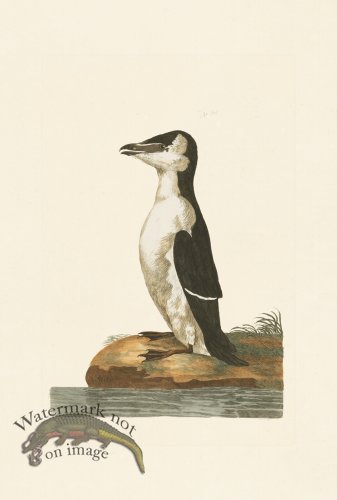 (image for) Pennant Zoology 068