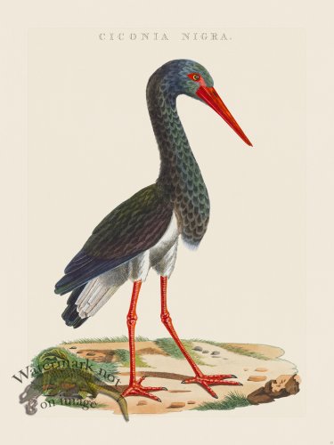 (image for) Nozeman Bird 013